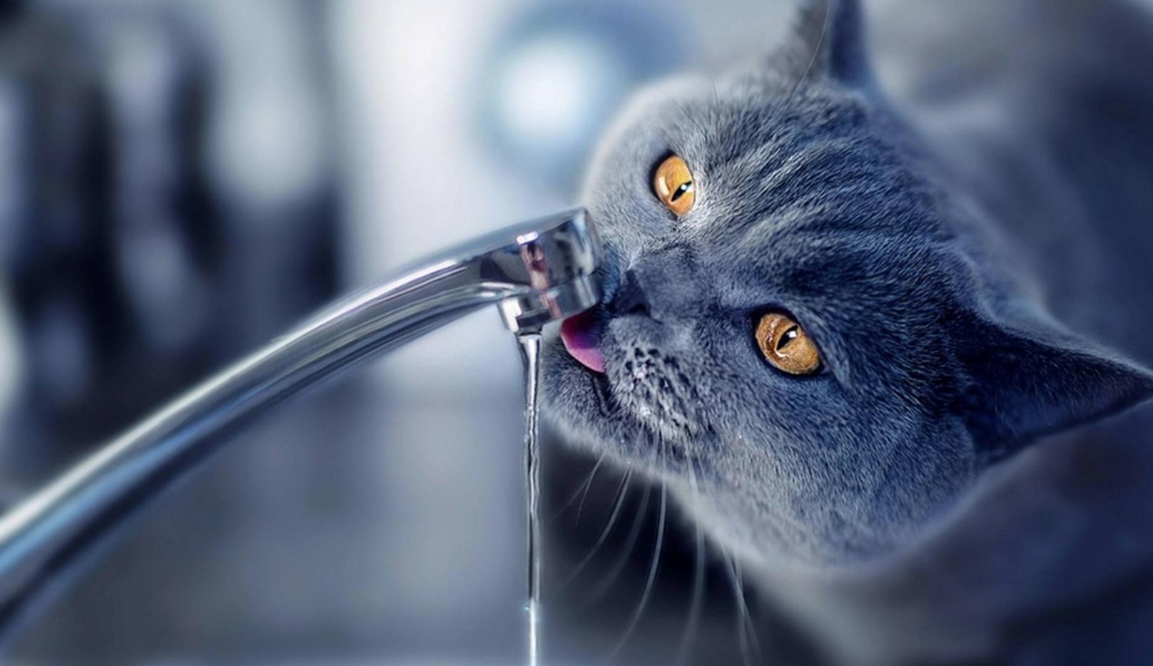 科普猫咪知识寄生虫,猫咪疾病是如何传染的