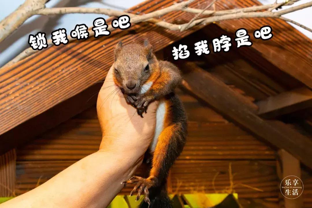 39.9元羊驼,羊驼门票抖音团购