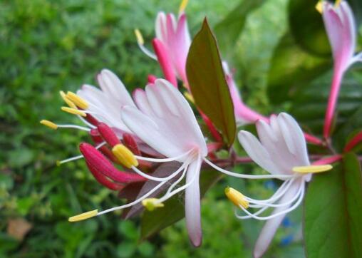 养金银花盆底要有洞吗,养金银花用多大盆