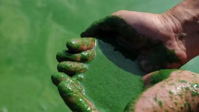怎么防治蓝藻最好,微生物治蓝藻效果怎么样