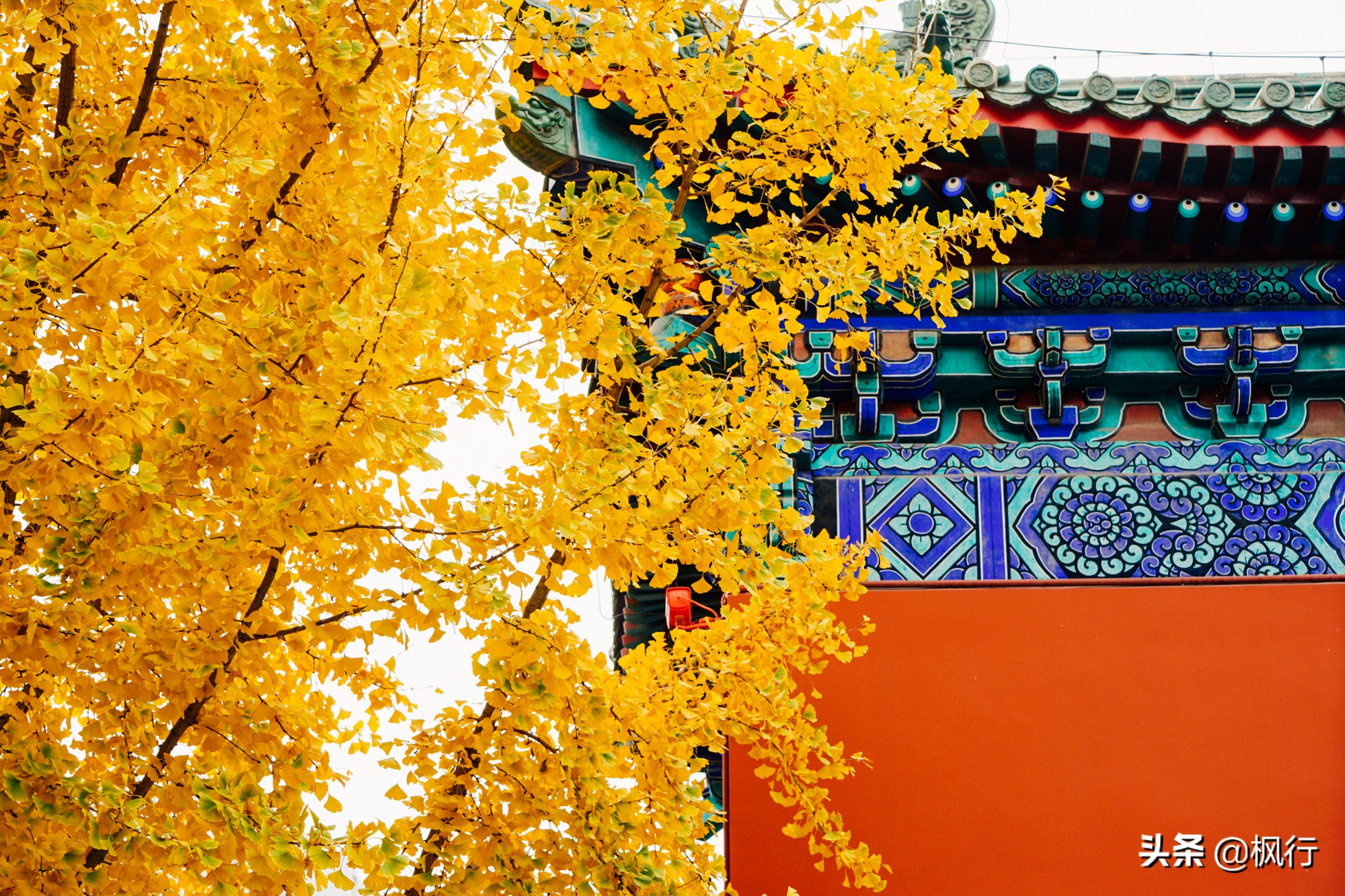 北京18个看银杏的好地方在哪,北京八大处看银杏攻略
