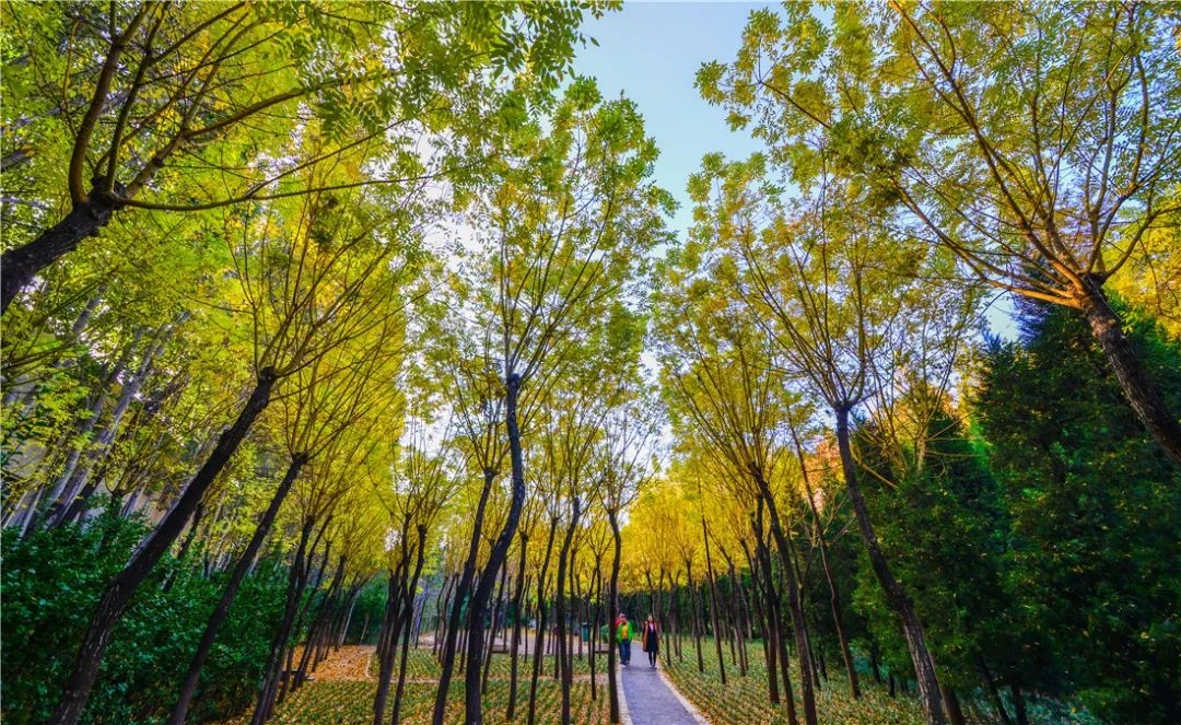 济南森林公园雪景,济南最美森林公园