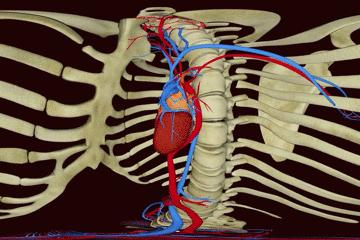 浣犵殑韬綋鍒板簳闀夸粈涔堟牱,浣犵煡閬撲綘鐨勮韩浣撻暱鍟ユ牱瀛愬悧