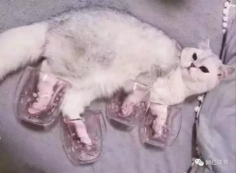 星巴克猫爪杯涨到多少,如何让星巴克猫爪杯更便宜