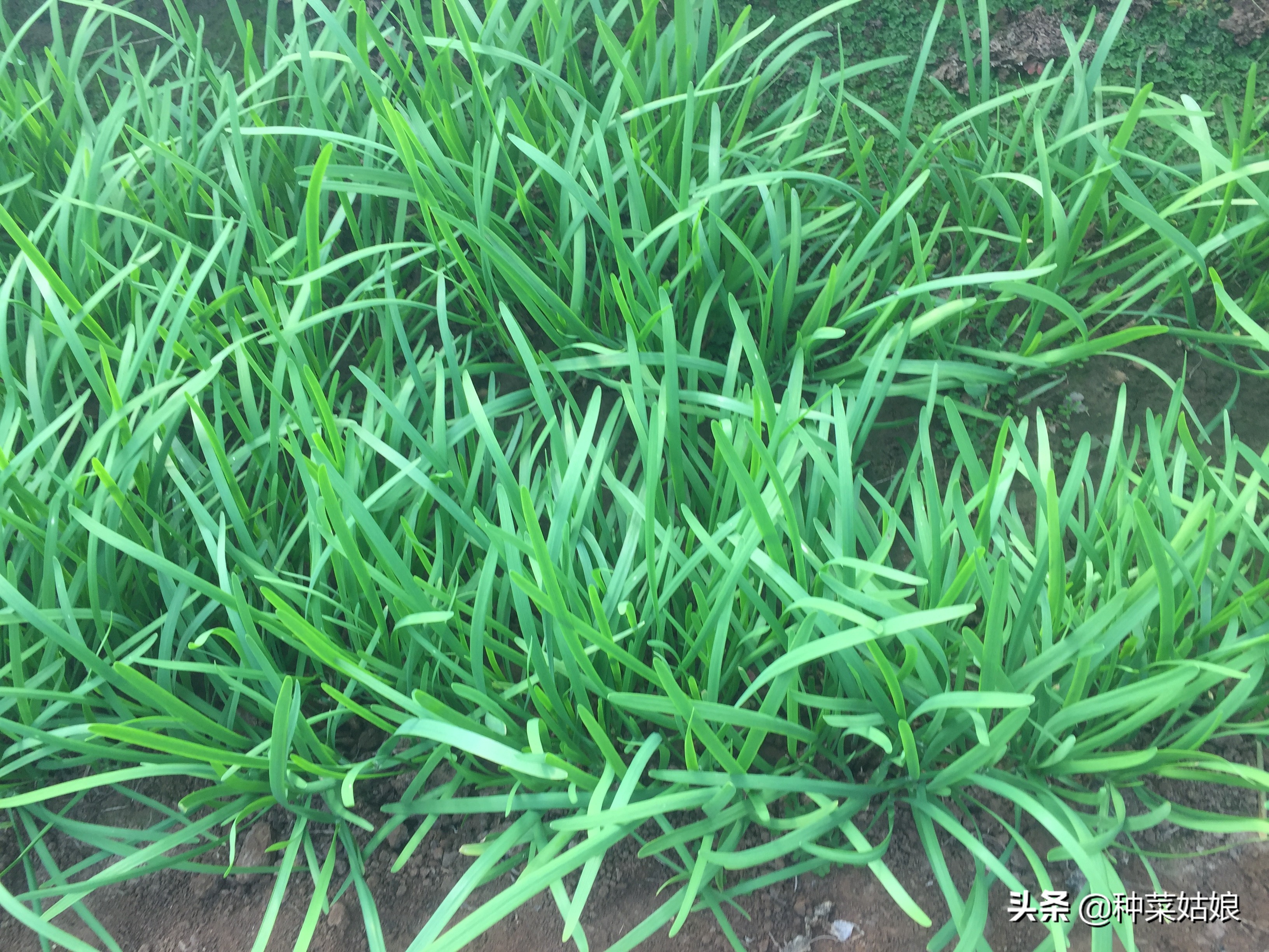 韭菜种是怎么播种,种植韭菜播种后几天出苗