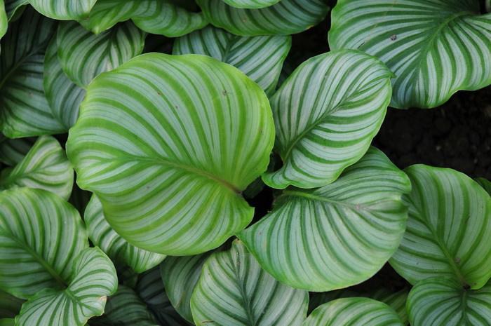 竹芋冬天的养护方法,竹芋冻伤了怎么补救