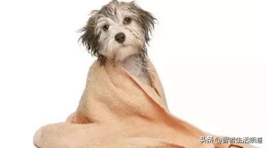 夏天狗狗生病怎么治,夏天狗狗容易皮肤病怎么办