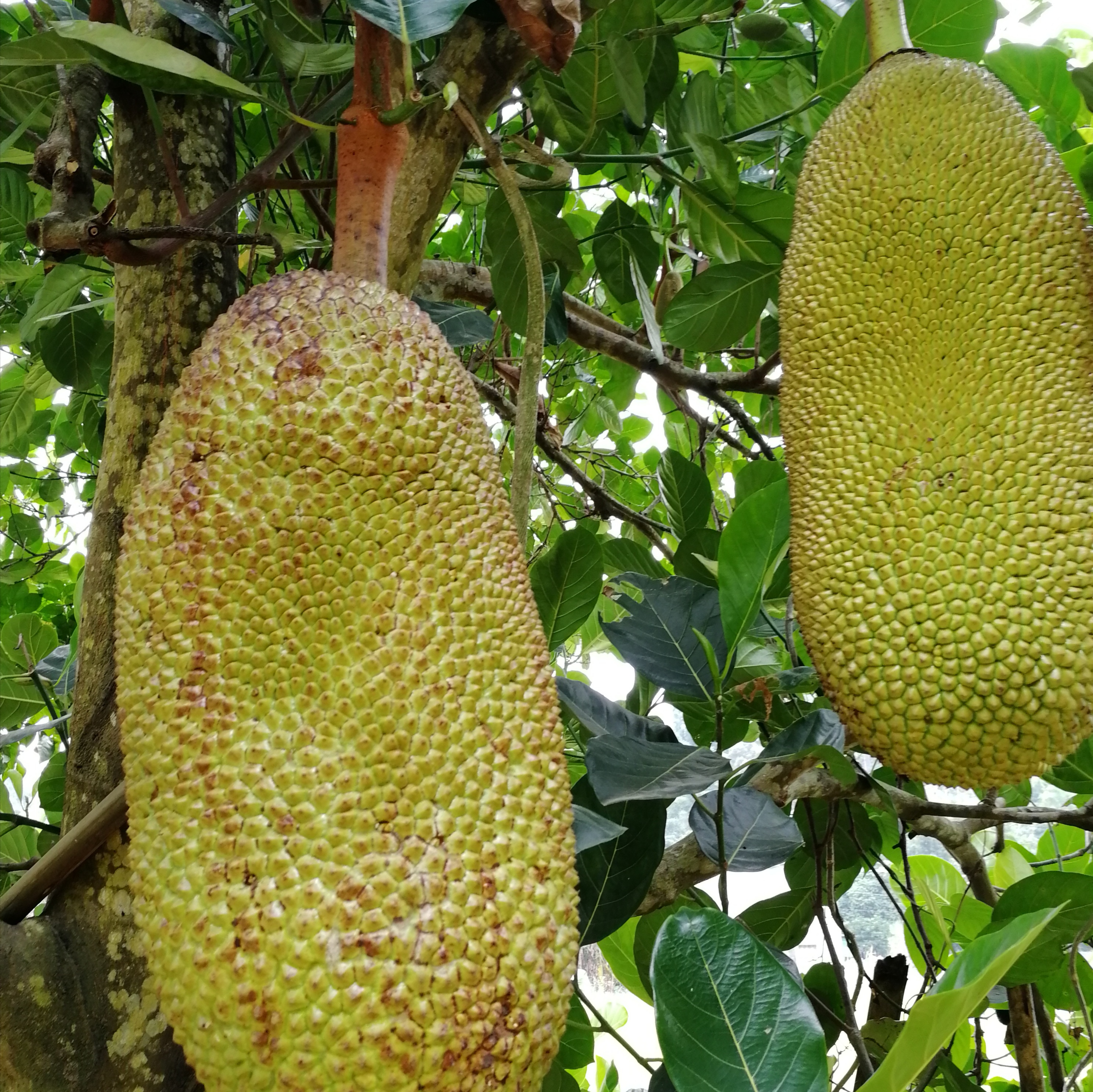 如何选择好吃新鲜的菠萝蜜,如何挑选好吃的菠萝蜜视频