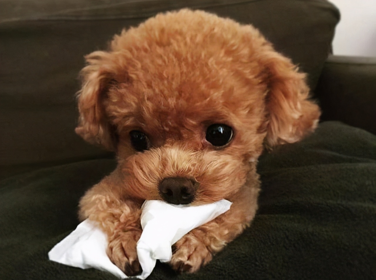 褐色泰迪大概多少钱一只,一只纯种泰迪多少钱