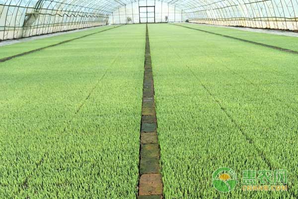 水稻秧盘育秧技术与方法,水稻水育秧操作步骤有哪些