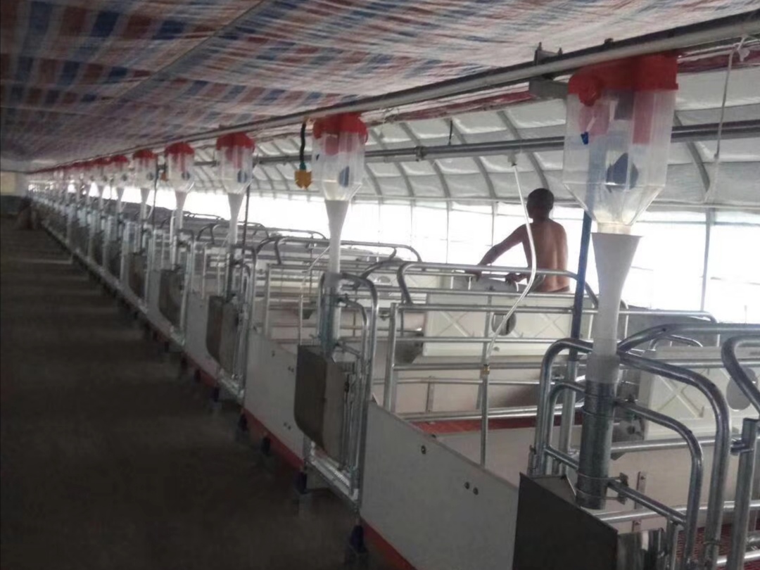 夏季猪食欲下降的原因该如何解决,猪食欲差是怎么回事