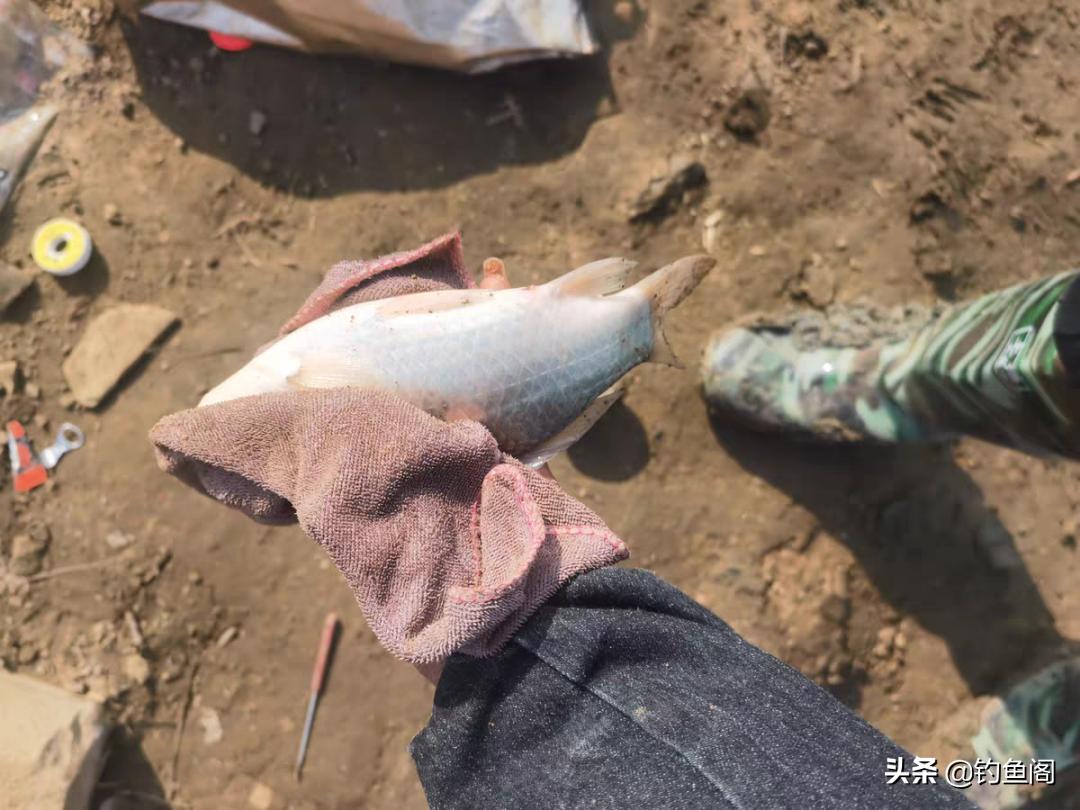 不花一分钱拿蓝鲫,不花一分钱钓鱼