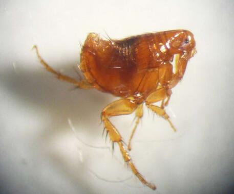 跳蚤传染什么疾病,跳蚤一直吸血怎么办