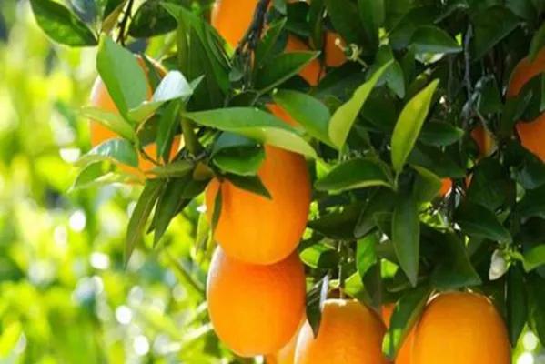 哪个地方出产的橙子最好吃,现在哪里的橙子最好吃