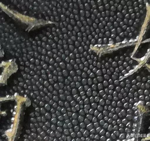 牛角类雕件如何鉴别,清代犀牛角小雕件怎么保护