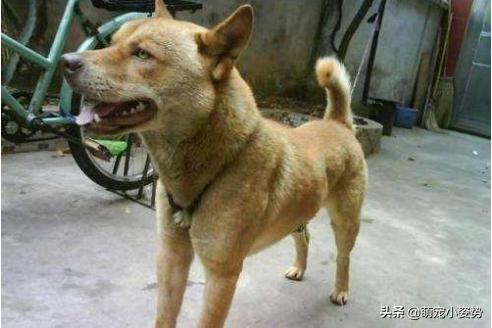 土狗为啥不用遛,为什么土狗不训练就看家