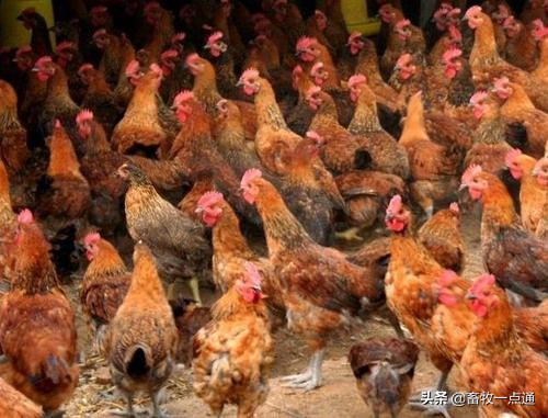 肉鸡规划养殖规模怎么算的,肉鸡场规划设计图