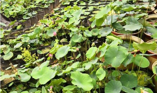 夏天怎么养花才不会绿根,盆景荷花春天怎样养护