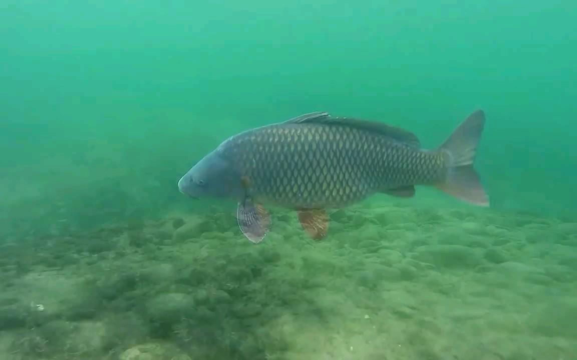 dmpt钓鱼小药是配饵料还是打窝用,dmpt配什么东西有特效诱鱼作用