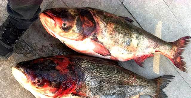 大快人心，“可视锚鱼”的*力暴**捕鱼方式，在长江被捕