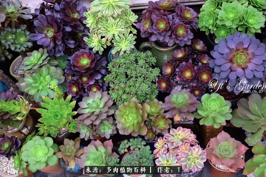 多肉还可以这样玩(上):八年养肉路剪影!