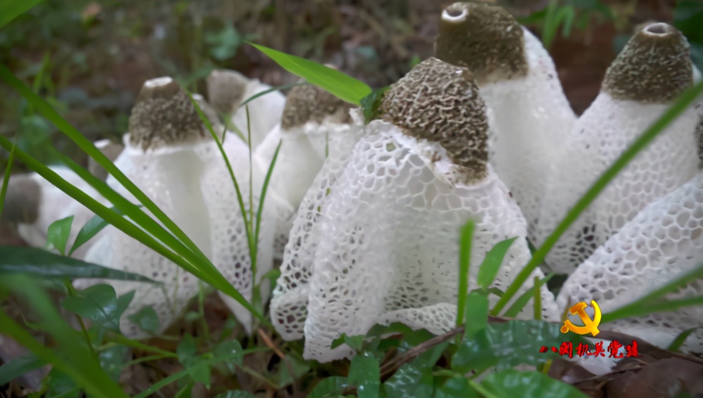 “最美志愿者”高允旺：振兴乡村让科技服务“三农”