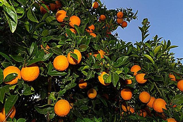 常见人工增甜剂,增甜剂哪种最好