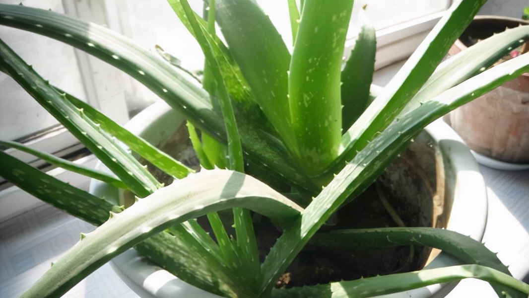 室内适合养这6种花草,9种高级绿植