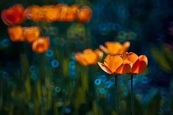 绝美花朵摄影佳作,波兰花朵摄影作品欣赏