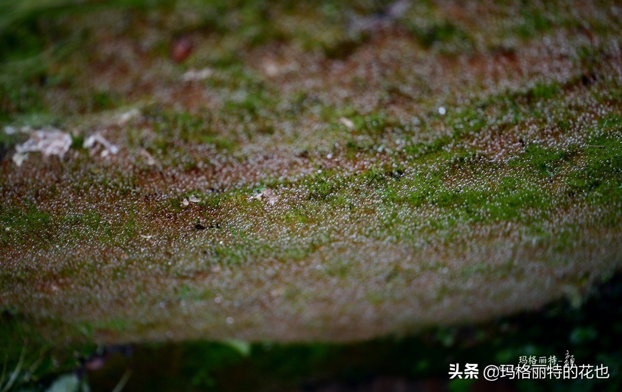 种植苔藓养护方法,苔藓怎么养护才能长得好