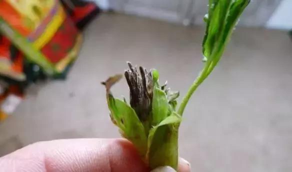 草莓土壤有水但是叶子枯怎么办,草莓叶子发黑发枯怎么回事