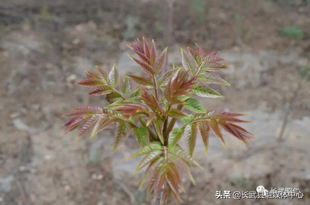 香椿炒鸡蛋的营养价值,冻过的香椿怎样炒鸡蛋