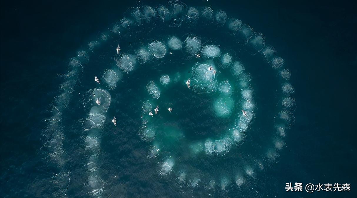 十部必看高分纪录片,十大必看的高分纪录片