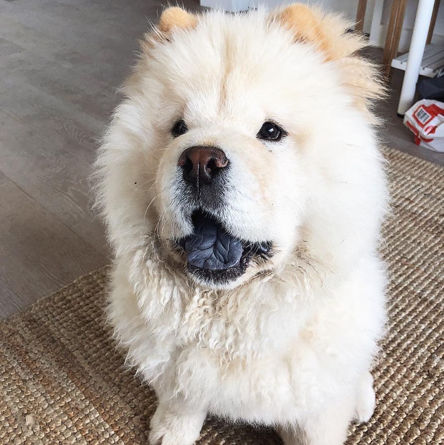 松狮是不是本土,松狮犬来源于中国哪里