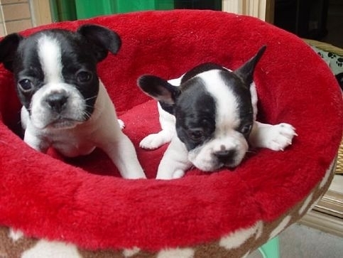 法国斗牛犬怎么养视频,英国斗牛犬和法国斗牛犬哪个好养