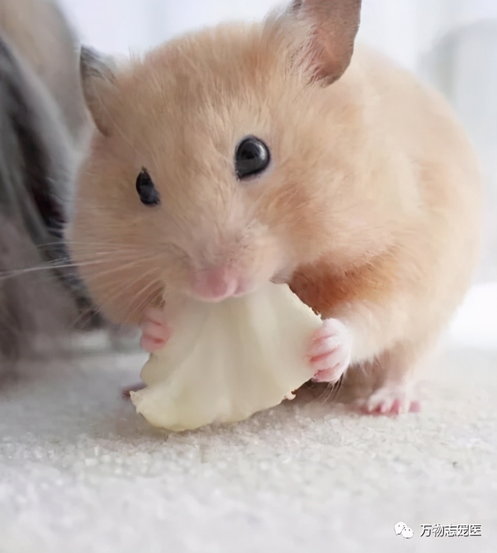 常见仓鼠疾病图片高清可爱,养仓鼠患呼吸道疾病