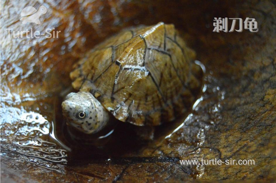 深水龟腐皮病怎么治疗,剃刀龟腐甲怎么治