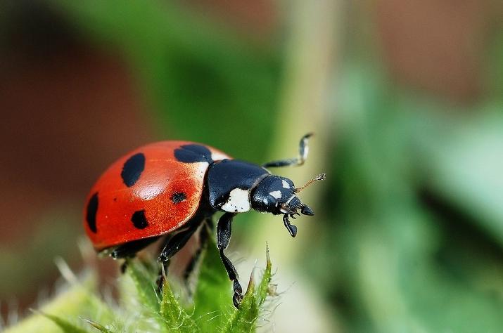把蜘蛛赶走,把蜘蛛赶走的办法