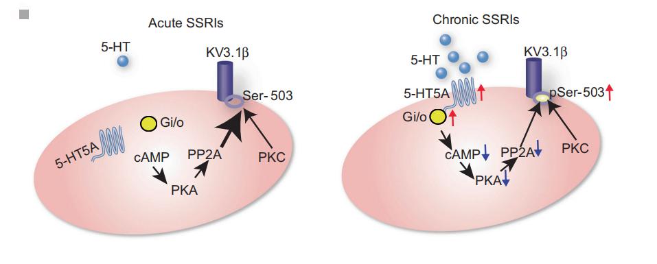 抗抑郁药为什么要7天才有效,为什么抗抑郁药物起效慢
