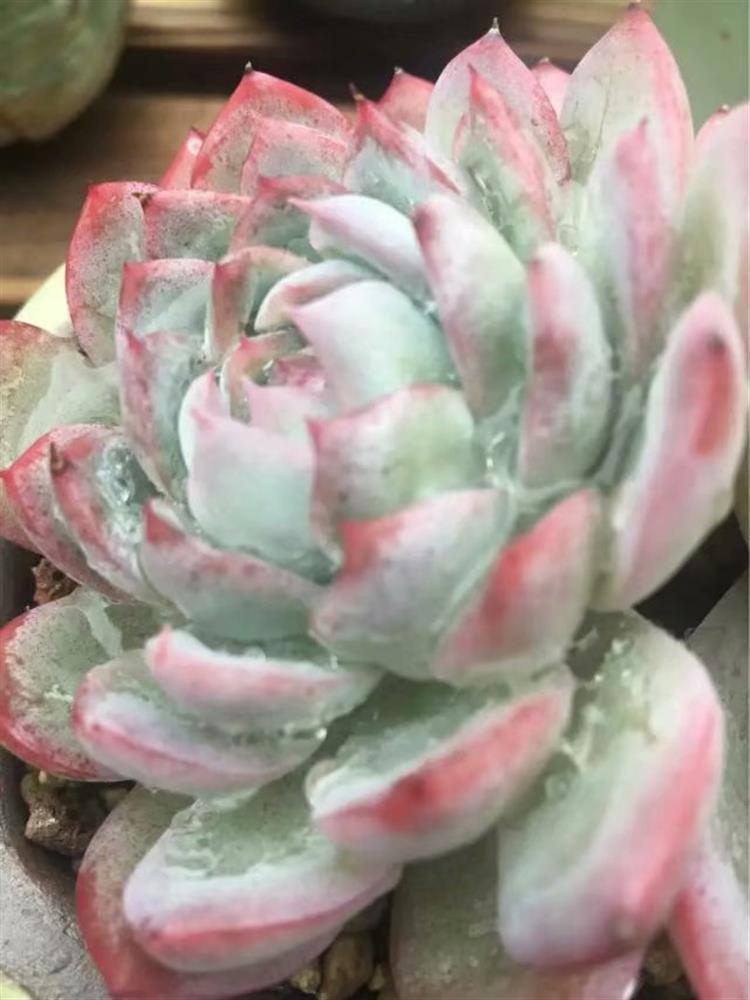 多肉植物需要悉心照料吗,多肉植物照料