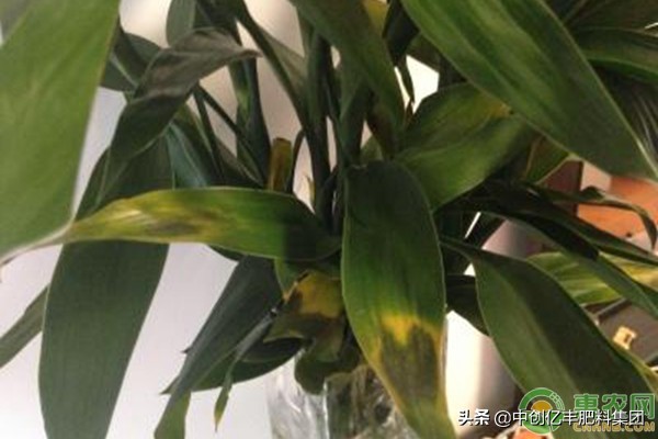 富贵竹杆发黄怎么急救视频,富贵竹叶子发黄怎么救