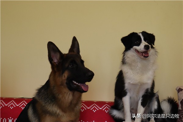 想养狗狗但爸妈不让养怎么办,家里养狗的有孩子最好还是不要养