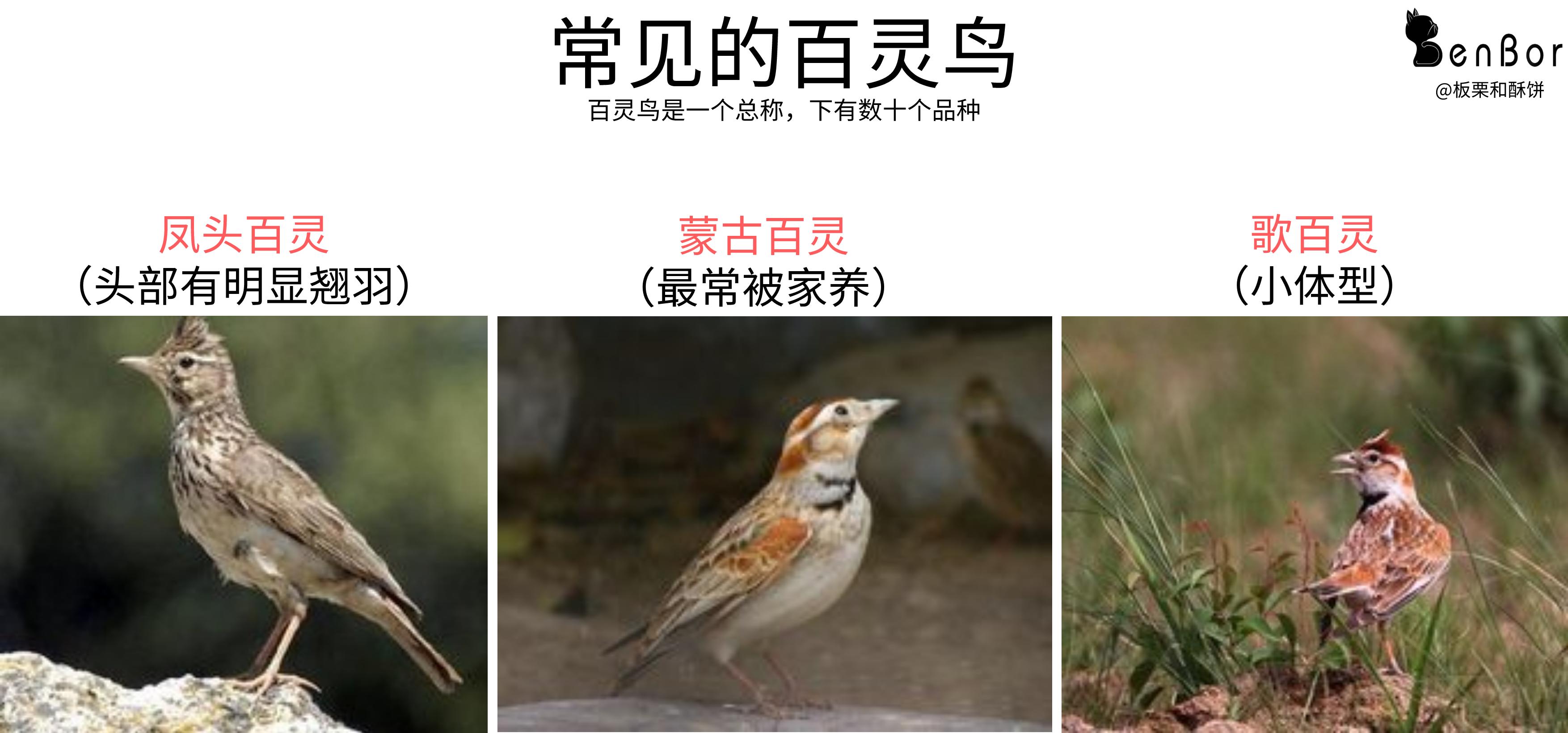 “上了台儿的才叫角儿”,笼鸟之王百灵,请看完这些讲究再考虑养