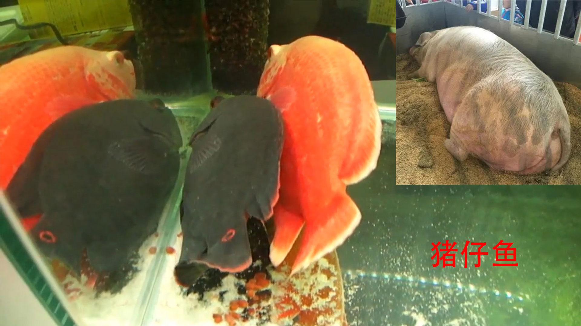 地图鱼总是斜着身子游正常吗,地图鱼侧躺在水底不动怎么办