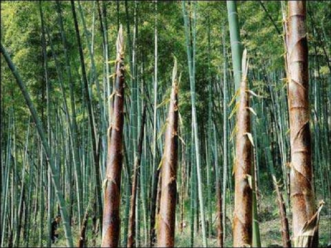 尤溪特产有哪些,尤溪县红色资源