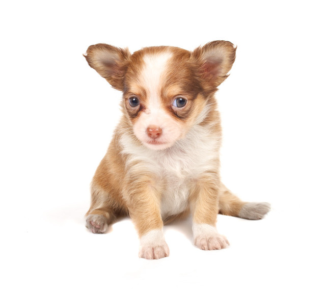 我对女足主帅的赞美像海一样