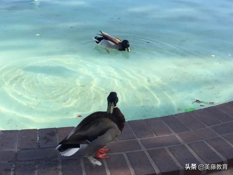 里士满大学到底有多高大上？你可能还不知道