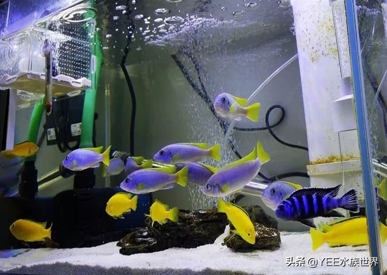 怎么样防止大慈鲷咬小的慈鲷,慈鲷养养就黑了