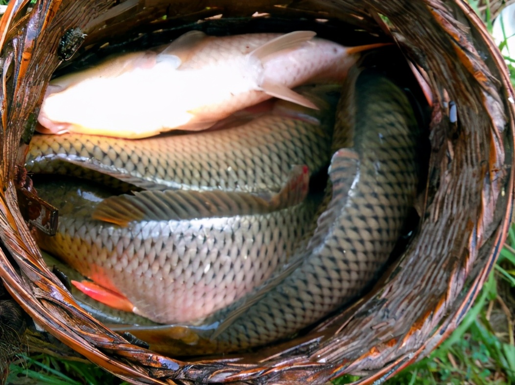 鲤鱼亩产50斤,鲤鱼做贡品