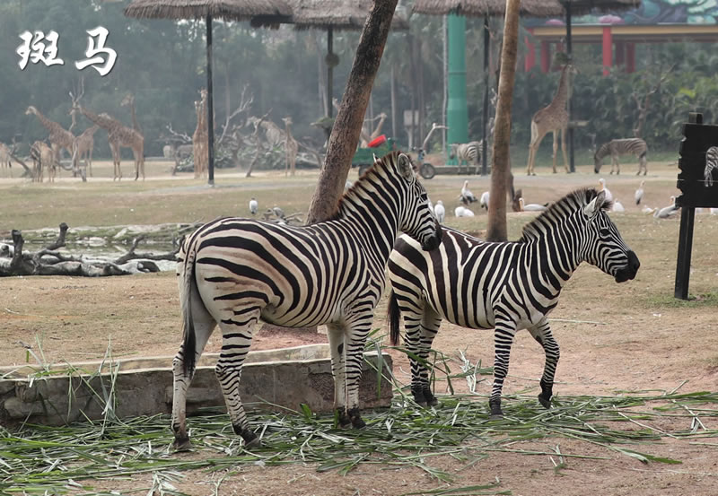 广州一日游长隆野生动物园日记,广州长隆野生动物世界参观指南